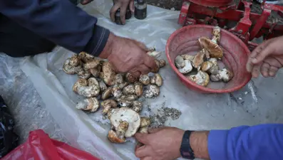 Ek gelir kaynağı, kilosu 500 TL: Toplarken çok dikkatli olmak gerekiyor