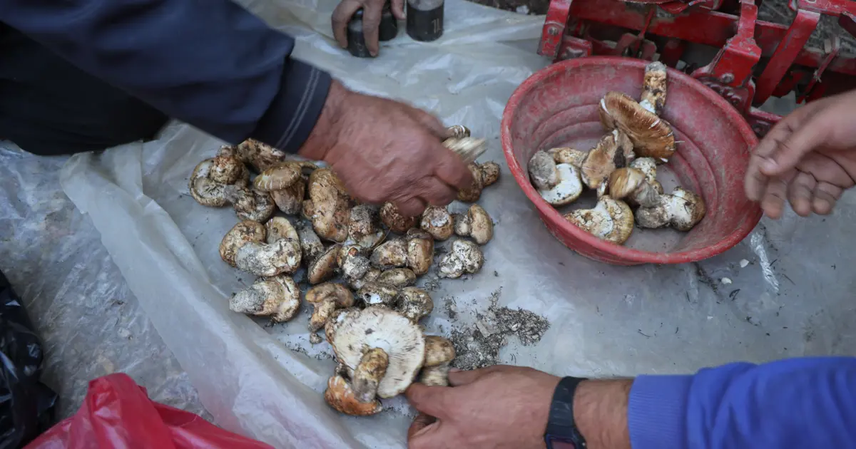 Ek gelir kaynağı, kilosu 500 TL: Toplarken çok dikkatli olmak gerekiyor