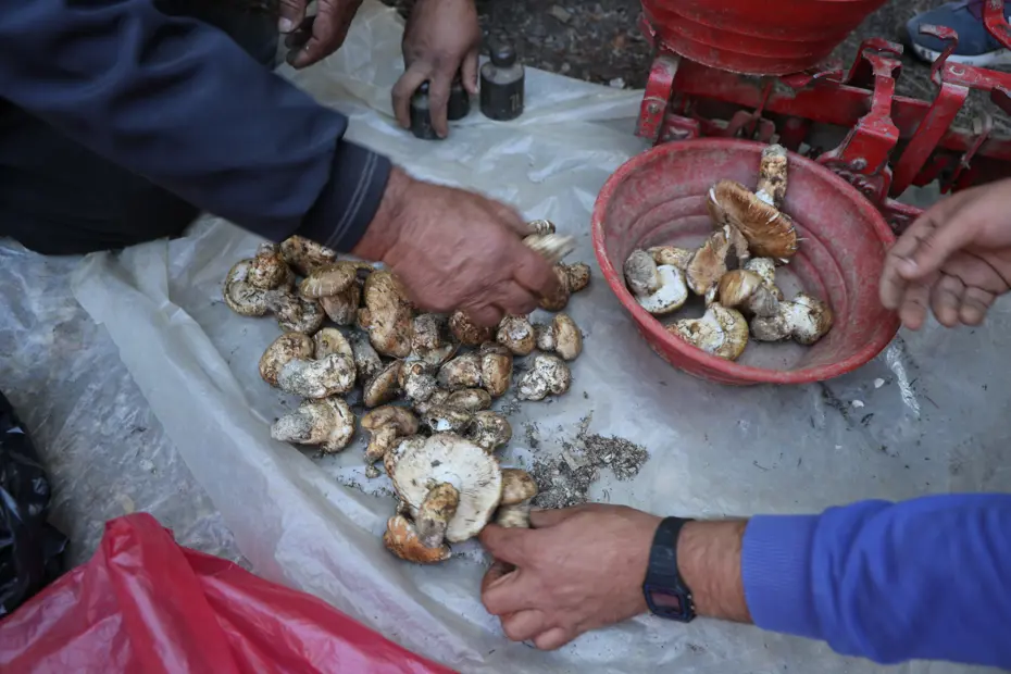 Ek gelir kaynağı, kilosu 500 TL: Toplarken çok dikkatli olmak gerekiyor