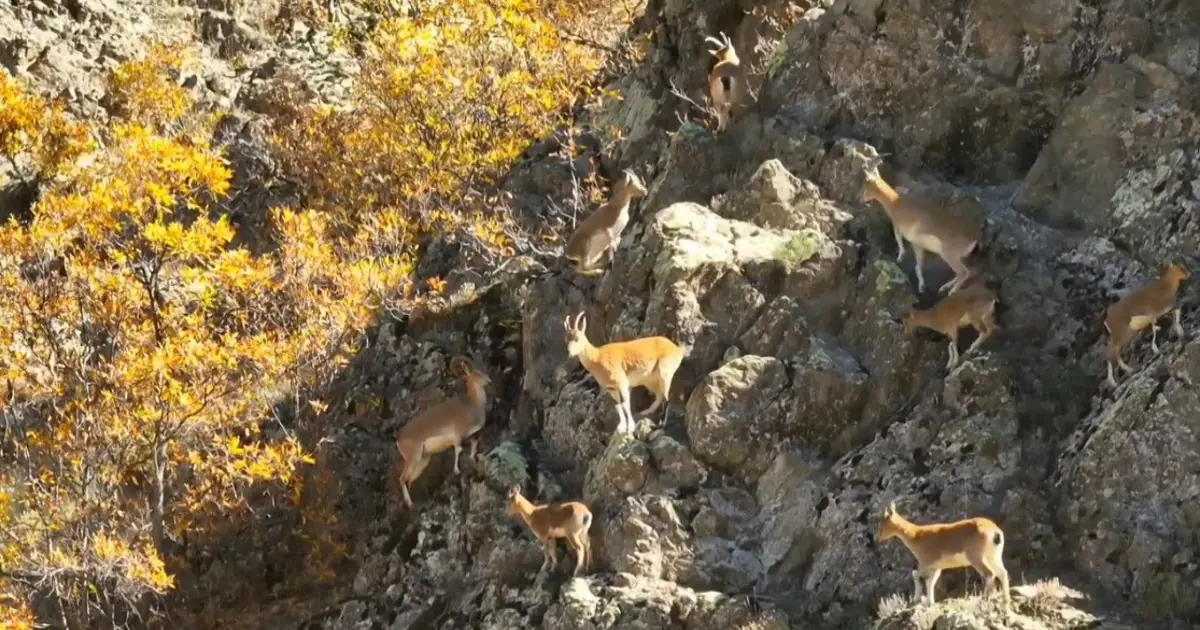 Erzincan dağlarında yaban keçileri görüntülendi