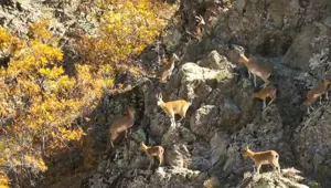 Erzincan dağlarında yaban keçileri görüntülendi