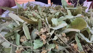 Fiyatı altında yarışıyordu, bu yıl düştü: Tezgahlarda bol bol var