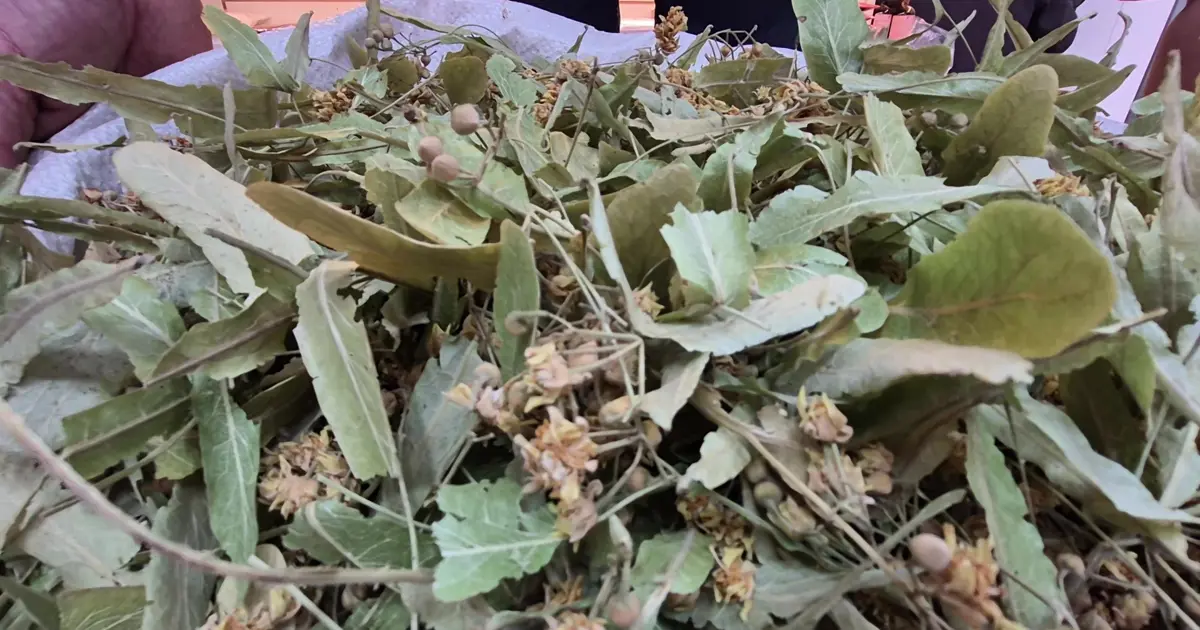 Fiyatı altında yarışıyordu, bu yıl düştü: Tezgahlarda bol bol var