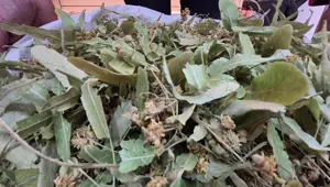 Fiyatı altında yarışıyordu, bu yıl düştü: Tezgahlarda bol bol var