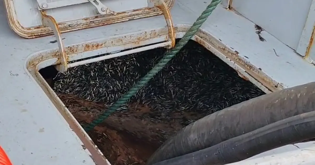 Gece boyunca avladılar: Bolluk yaşandı