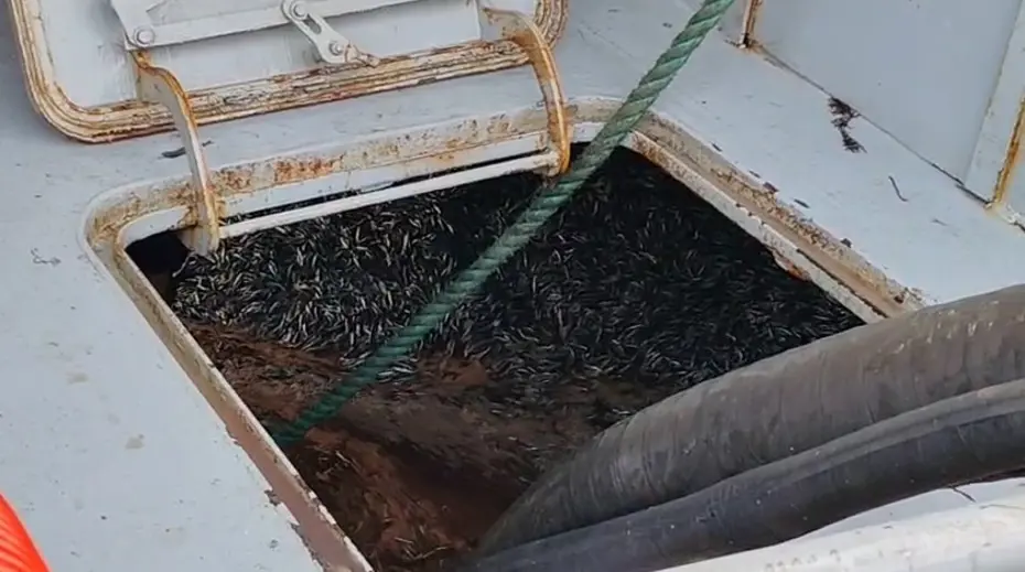 Gece boyunca avladılar: Bolluk yaşandı