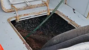 Gece boyunca avladılar: Bolluk yaşandı