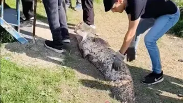 Dev balık 20 bin liraya satıldı