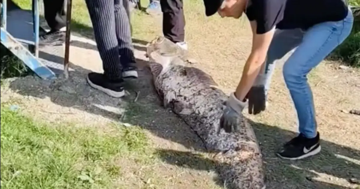 Dev balık 20 bin liraya satıldı