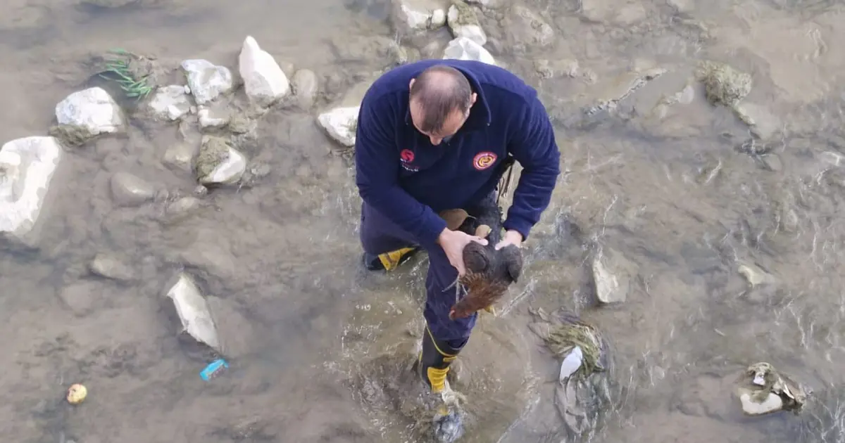 Gümüşhane'de çaya düşen tavuğu itfaiye kurtardı