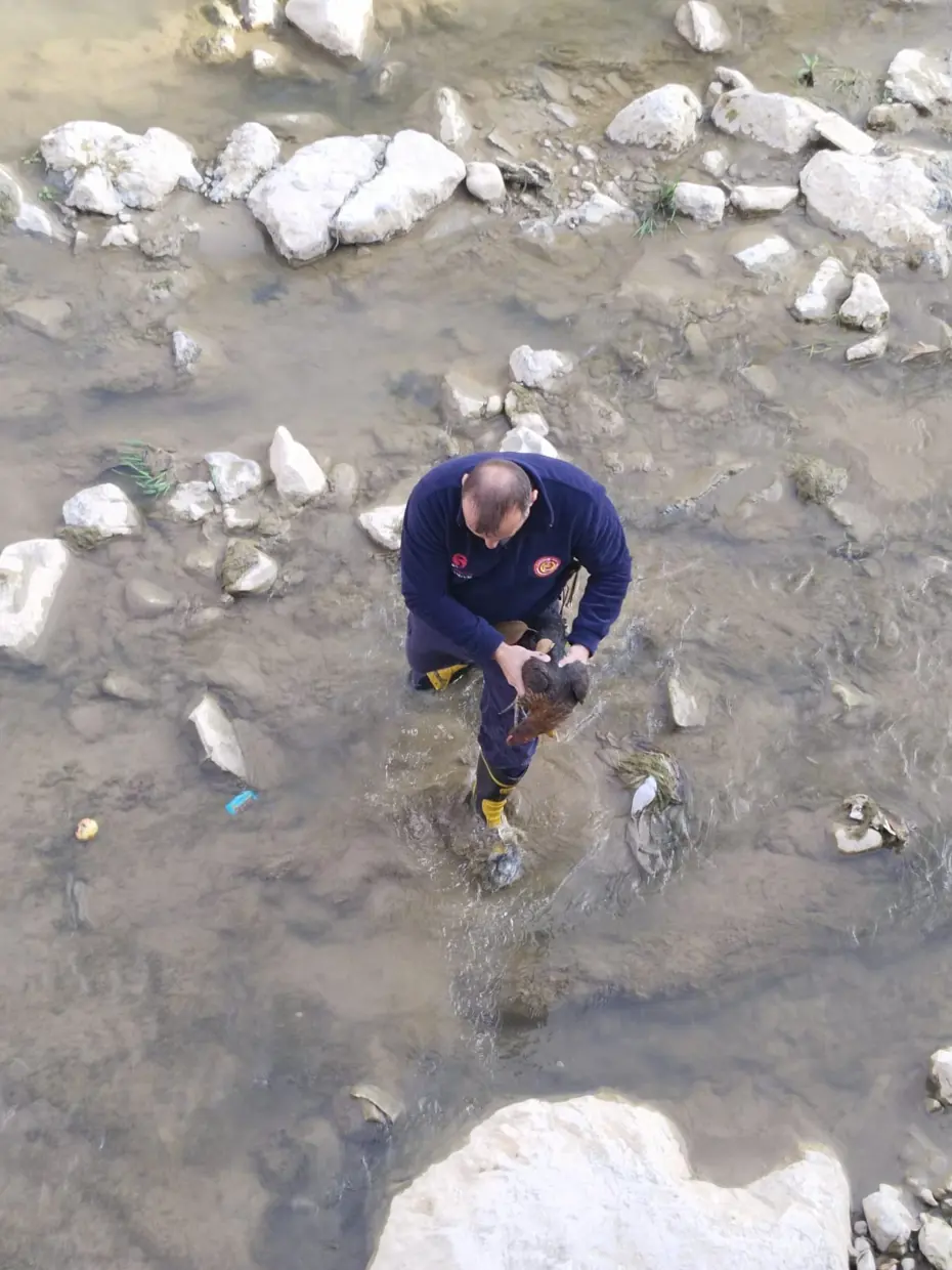 Gümüşhane'de çaya düşen tavuğu itfaiye kurtardı