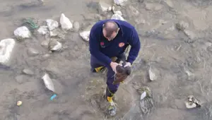 Gümüşhane'de çaya düşen tavuğu itfaiye kurtardı