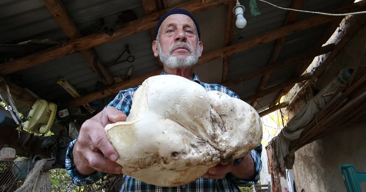 70 yaşındaki adam ormanda buldu: 3 kilo 114 gram geldi