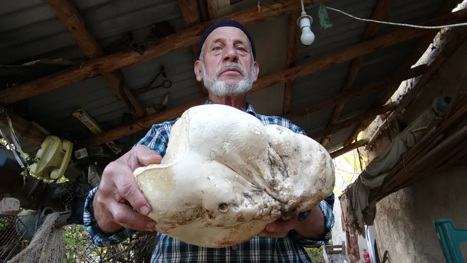 70 yaşındaki adam ormanda buldu: 3 kilo 114 gram geldi