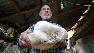 70 yaşındaki adam ormanda buldu: 3 kilo 114 gram geldi