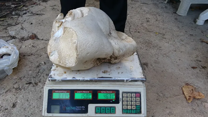 70 yaşındaki adam ormanda buldu: 3 kilo 114 gram geldi 2