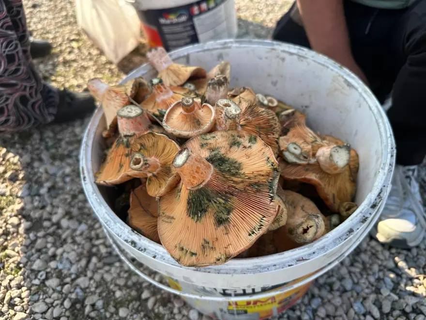 Dağ, tepe dolaşıp tek tek topluyor: Okul harçlığını "kanlıca"dan çıkarıyor 2 Dağ, tepe dolaşıp tek tek topluyor: Okul harçlığını "kanlıca"dan çıkarıyor 2