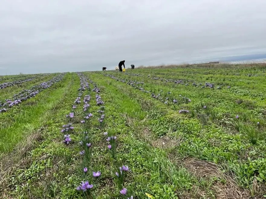 Gramı altınla yarışıyor: Tekirdağ'da üretimi yaygınlaştı 1