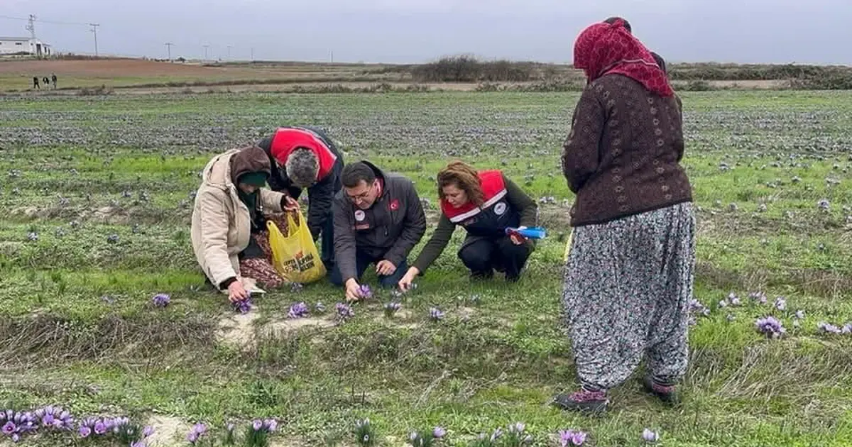 Gramı altınla yarışıyor: Tekirdağ'da üretimi yaygınlaştı