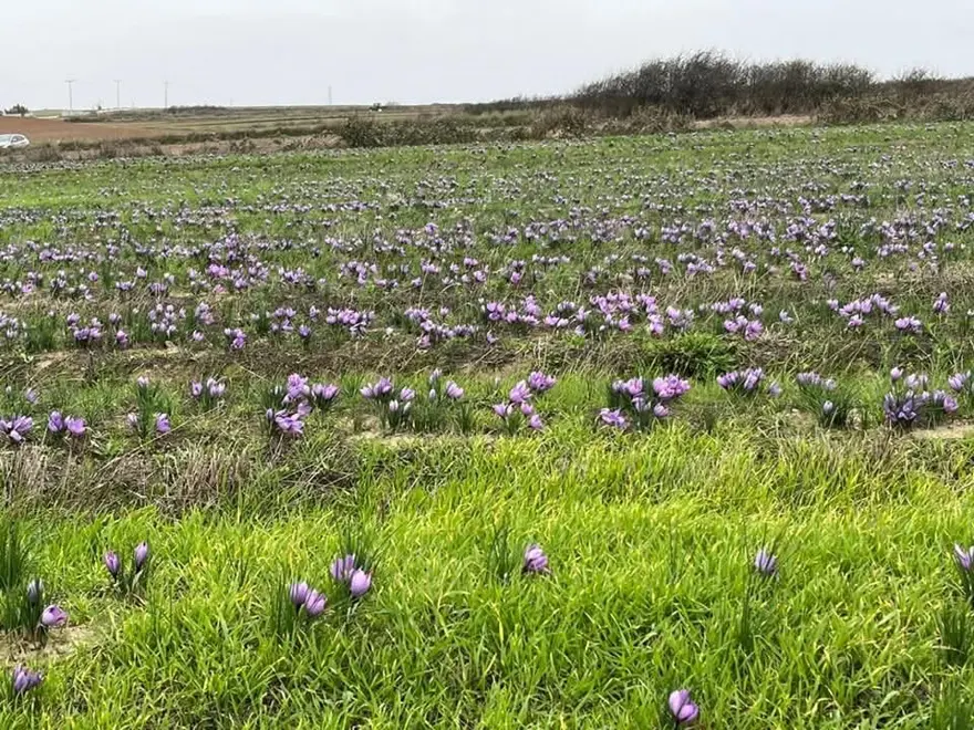 Gramı altınla yarışıyor: Tekirdağ'da üretimi yaygınlaştı 