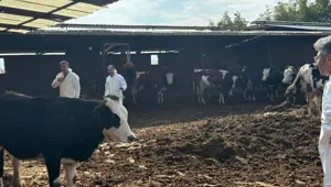 Denizli’de şap hastalığına karşı tedbirler arttırıldı