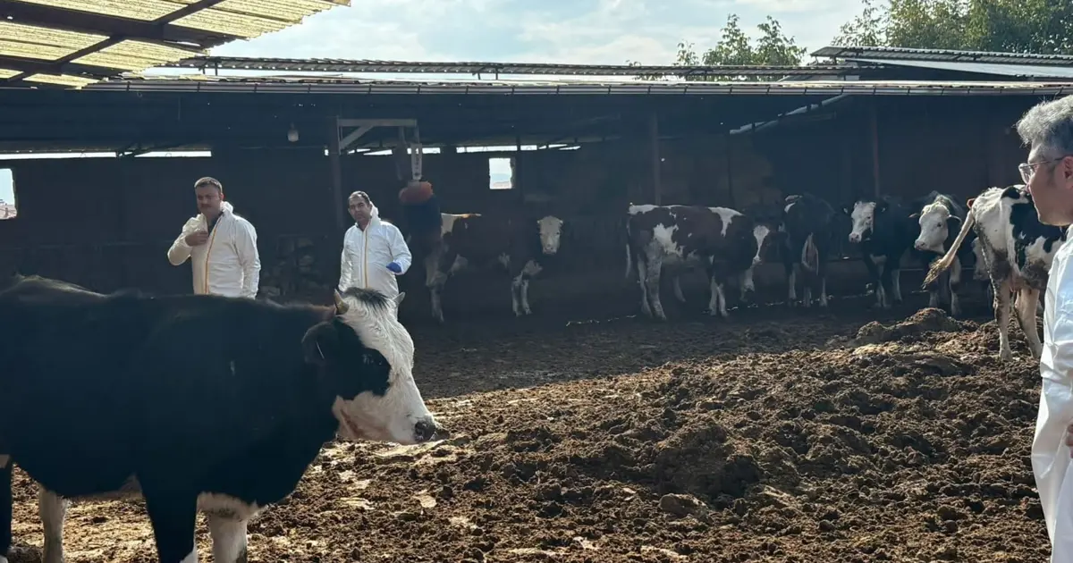 Denizli’de şap hastalığına karşı tedbirler arttırıldı