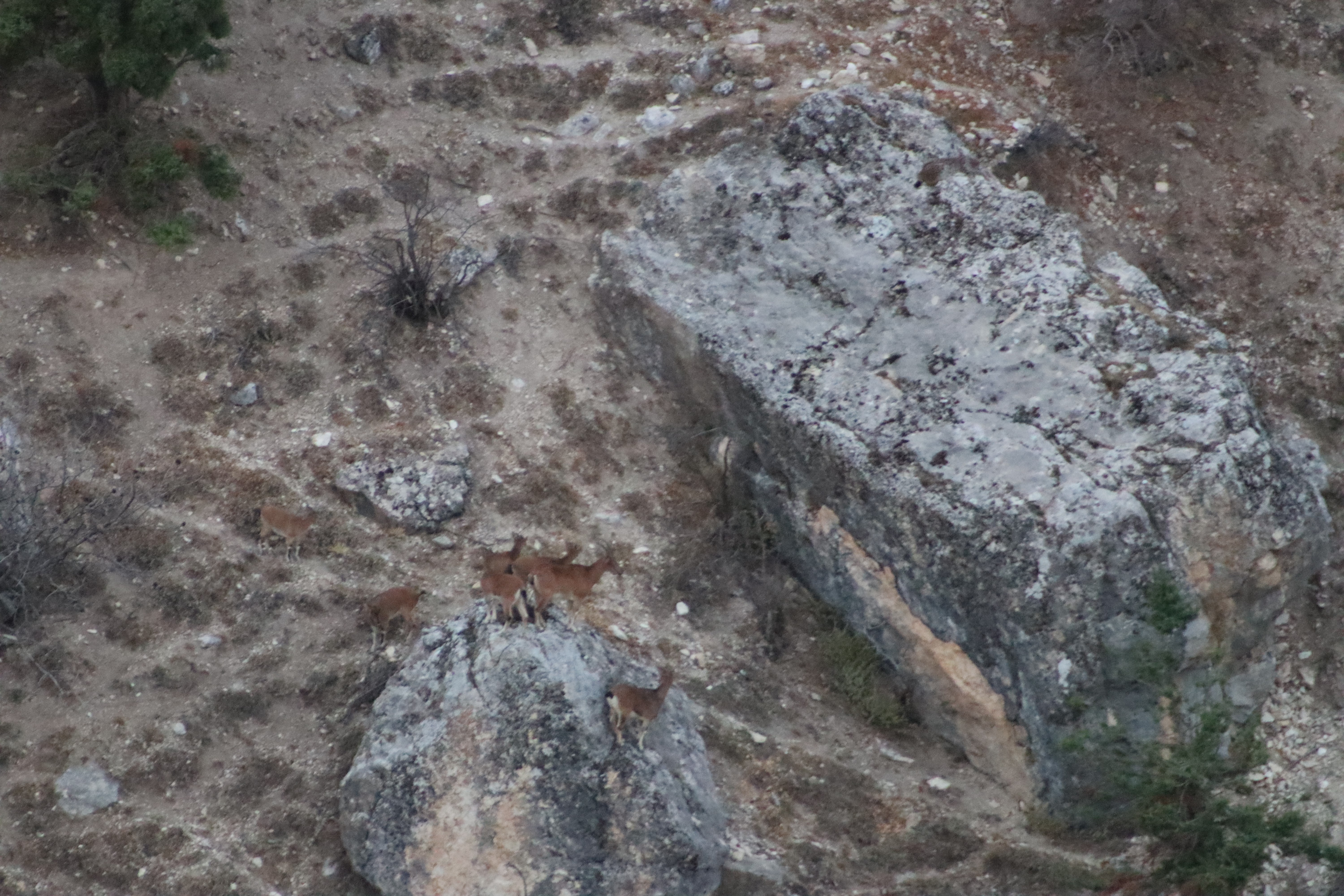 Nesli tükenme tehlikesi altında: Tunceli'de görüldü