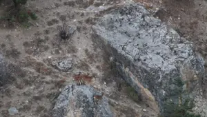 Nesli tükenme tehlikesi altında: Tunceli'de görüldü