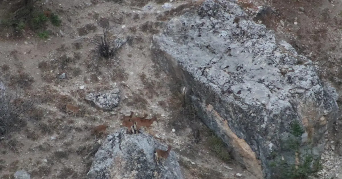 Nesli tükenme tehlikesi altında: Tunceli'de görüldü