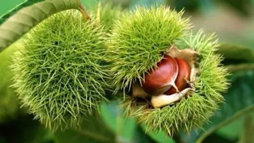 Bu ağacı dikene devlet yüzde 75 destek verecek