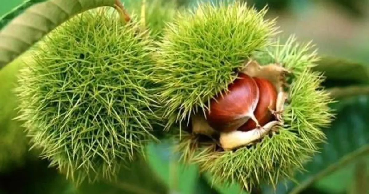 Bu ağaçı dikene devlet yüzde 75 destek verecek