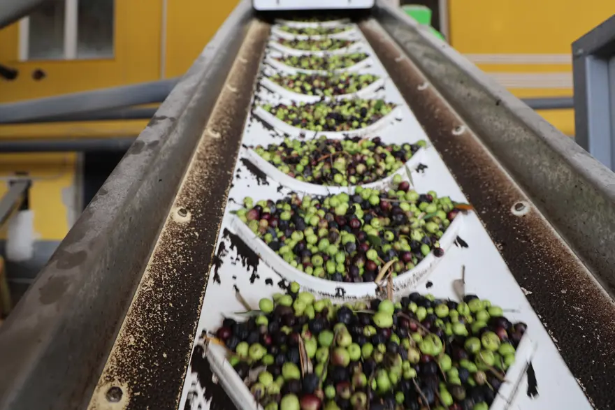 Adana'da hasat tamamlandı: Litresi 350 TL'ye satılıyor 3