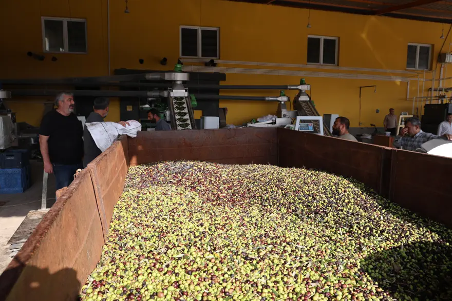 Adana'da hasat tamamlandı: Litresi 350 TL'ye satılıyor 