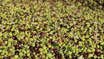 Adana'da hasat tamamlandı: Litresi 350 TL'ye satılıyor