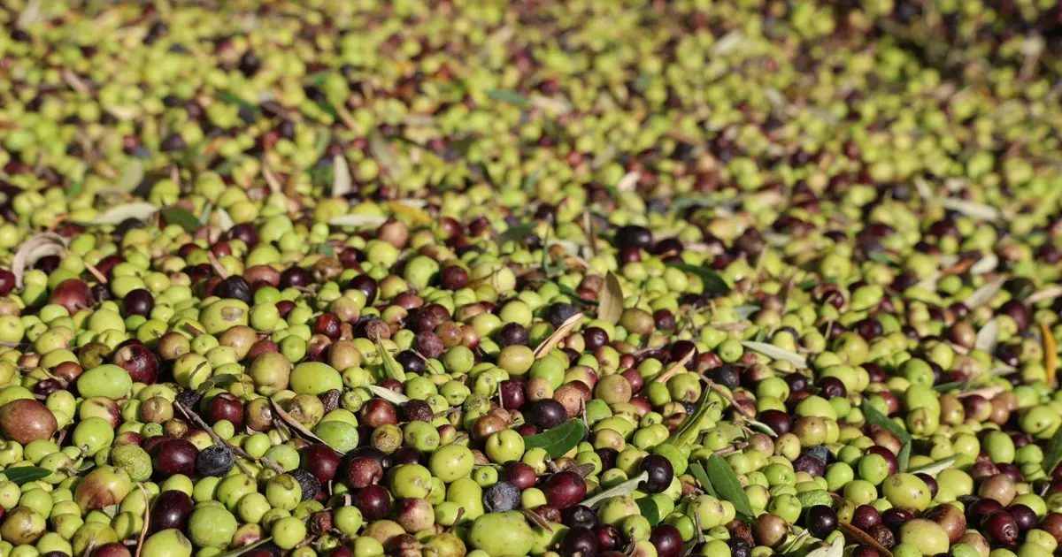 Adana'da hasat tamamlandı: Litresi 350 TL'ye satılıyor