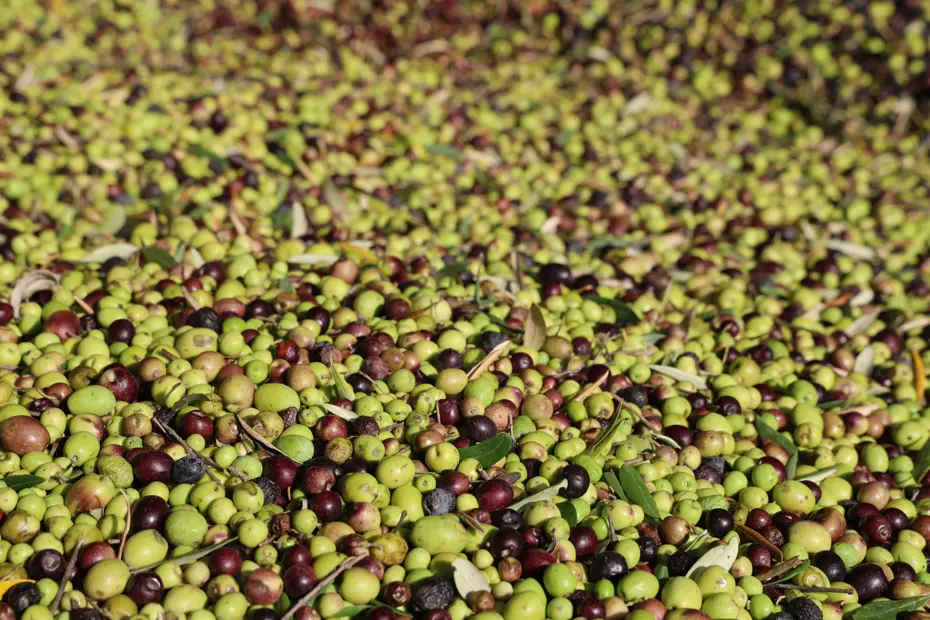 Adana'da hasat tamamlandı: Litresi 350 TL'ye satılıyor