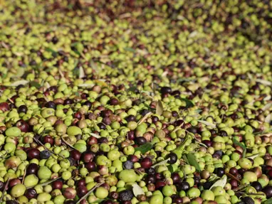 Adana'da hasat tamamlandı: Litresi 350 TL'ye satılıyor