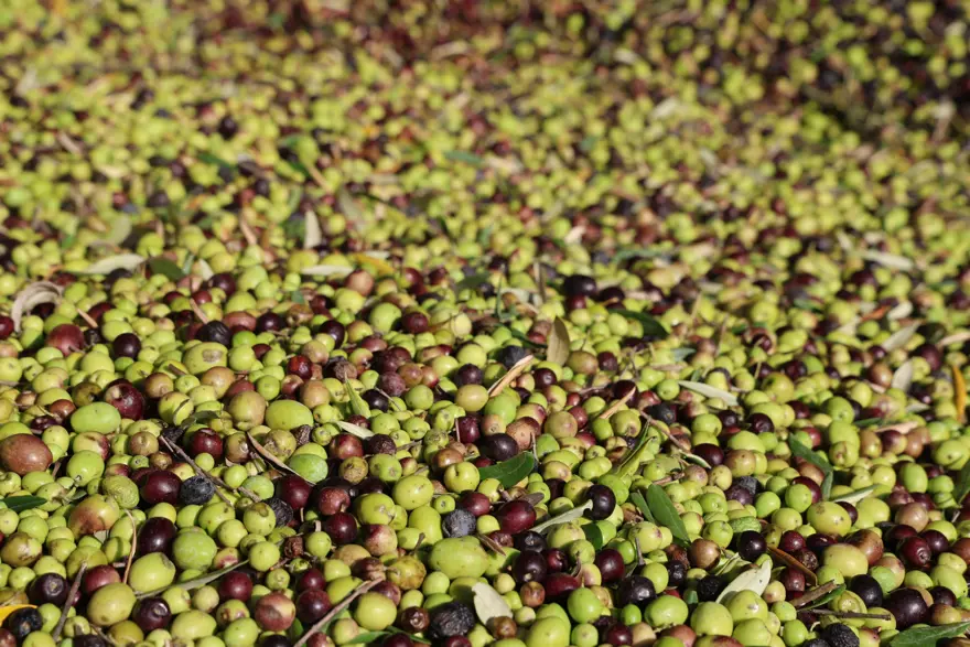 Adana'da hasat tamamlandı: Litresi 350 TL'ye satılıyor 1