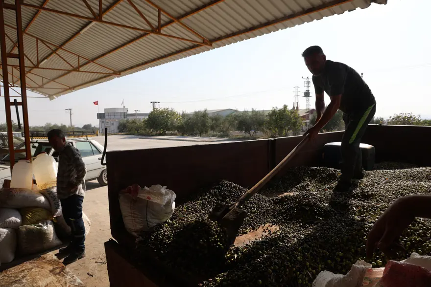 Adana'da hasat tamamlandı: Litresi 350 TL'ye satılıyor 2