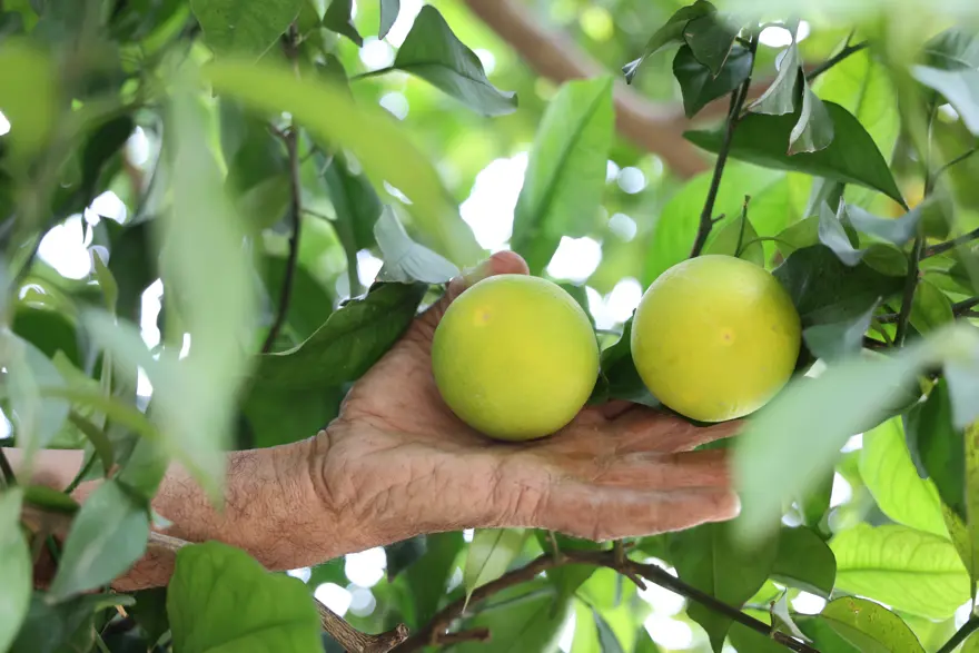 Diyarbakır'daki bu köye ne ekilirse o biçiliyor: Bereketli topraklarında yok yok 3