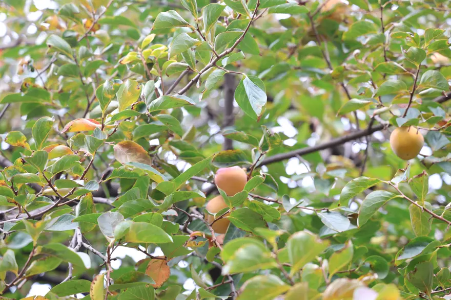 Diyarbakır'daki bu köye ne ekilirse o biçiliyor: Bereketli topraklarında yok yok 2