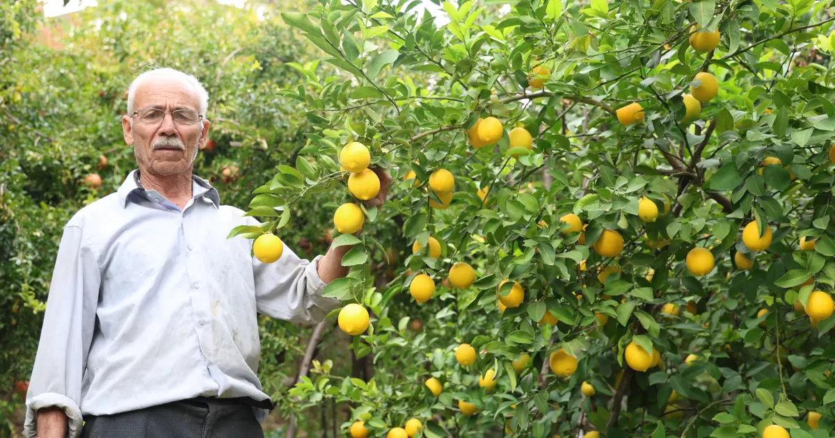 Diyarbakır'daki bu köye ne ekilirse o biçiliyor: Bereketli topraklarında yok yok