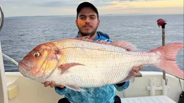 Çanakkale'de balıkçıların ağına takıldı: Tam 12 kilogram ağırlığında