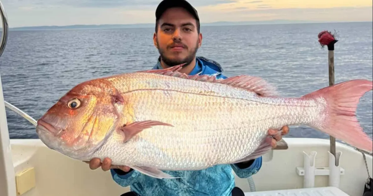 Çanakkale'de balıkçıların ağına takıldı: Tam 12 kilogram ağırlığında