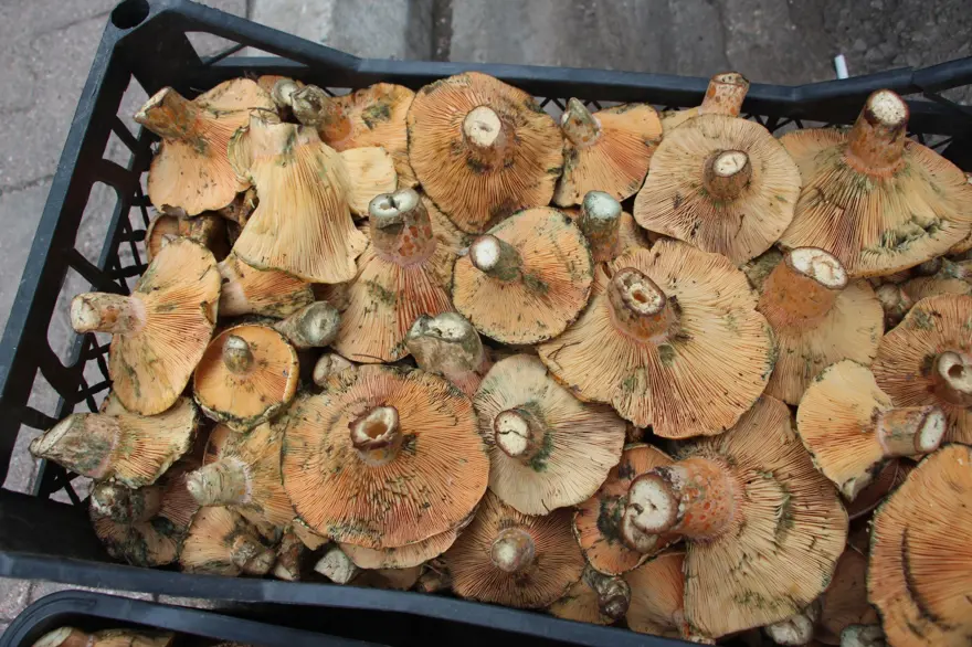 Yağmur yağınca ortaya çıkıyor, kendiliğinden yetişiyor:  Tezgahta kilosu 350 TL 2