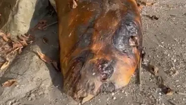 Tekirdağ sahilinde gizemli canlı: Hemen ekiplere haber verildi