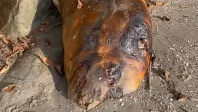 Tekirdağ sahilinde gizemli canlı: Hemen ekiplere haber verildi