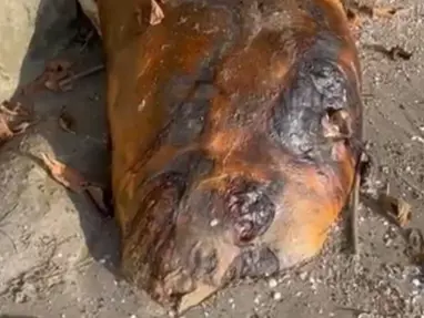 Tekirdağ sahilinde gizemli canlı: Hemen ekiplere haber verildi