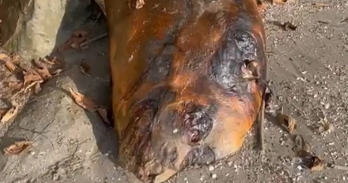 Tekirdağ sahilinde gizemli canlı: Hemen ekiplere haber verildi