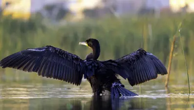Erzincan'daki sığınak 149 göçmen kuşu türüne ev sahipliği yapıyor